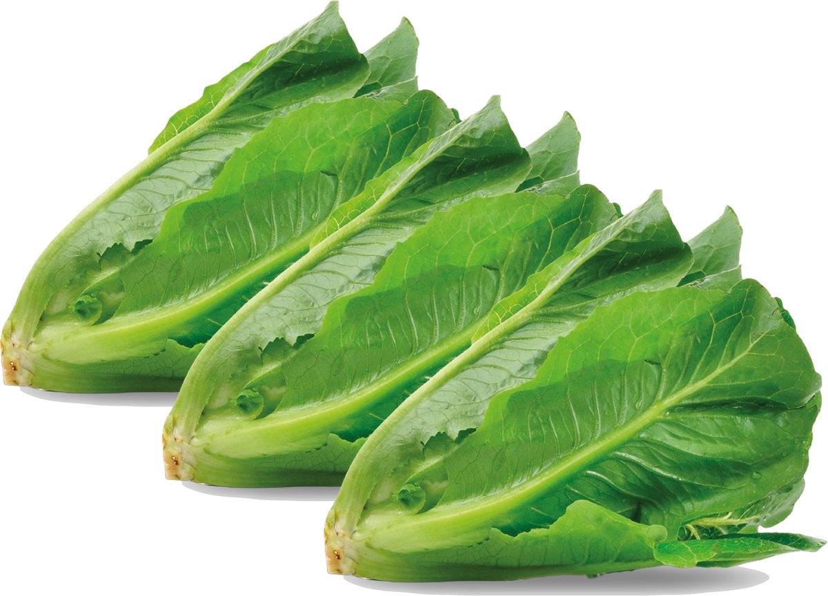 Corazones de Lechuga Orejona