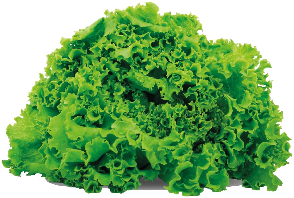 Lechuga Italiana