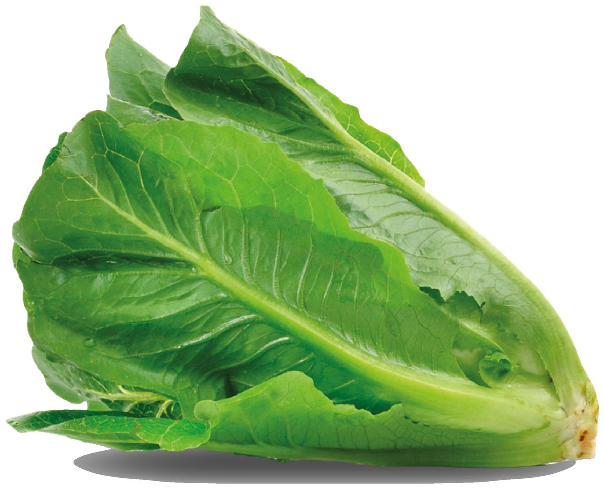 Lechuga Orejona